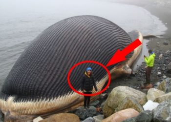 Qui est le plus gros mammifère du monde ?