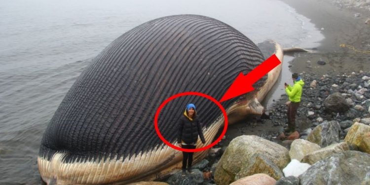 Qui est le plus gros mammifère du monde ?