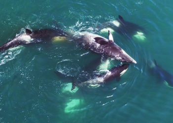 Quelle est la proie favorite de la baleine bleue ?