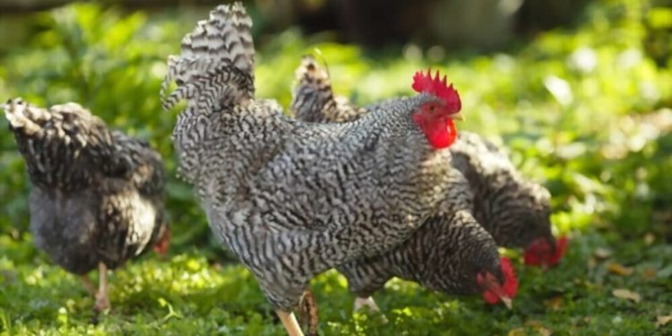 Est-ce que les baleines pondent des œufs ?