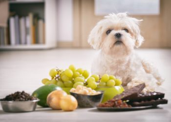 Quels sont les aliments mauvais pour le chien ?