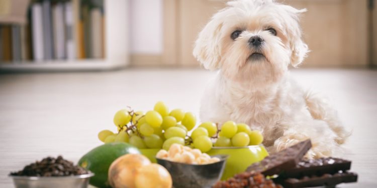 Quels sont les aliments mauvais pour le chien ?