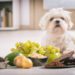 Quels sont les aliments mauvais pour le chien ?