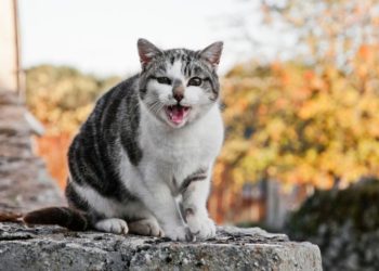 Quand un chat devient en chaleur ?