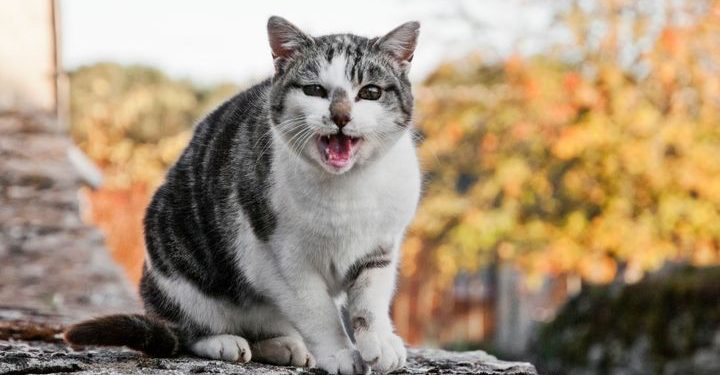 Quand un chat devient en chaleur ?