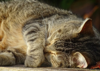 Comment savoir si mon chat souffre de la chaleur ?