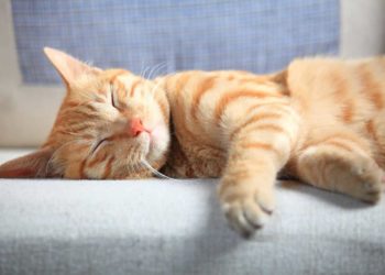 Comment arrêter le miaulement d'un chat ?