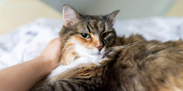 Pourquoi un chat piétine avant de se coucher ?