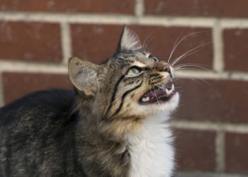 Pourquoi les pets de mon chat puent ?