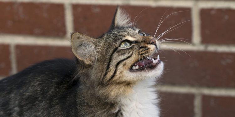 Pourquoi les pets de mon chat puent ?