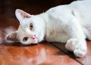 Est-ce que les chats aiment qu'on les porte ?