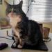 Est-ce que les chats savent qu'on les aime ?