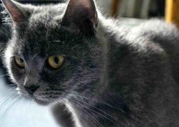 Est-ce qu'un chat peut ressent quand on est triste ?