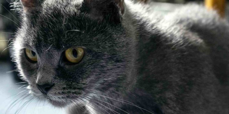 Est-ce qu'un chat peut ressent quand on est triste ?