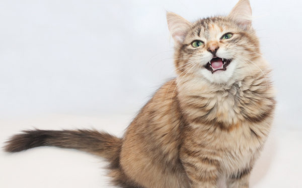 Pourquoi mon chat miaule quand je lui parle ?