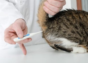 Quelle température peut supporter un chat ?