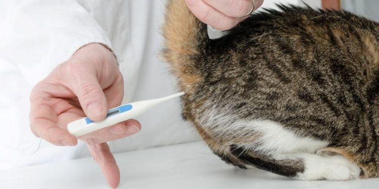 Quelle température peut supporter un chat ?