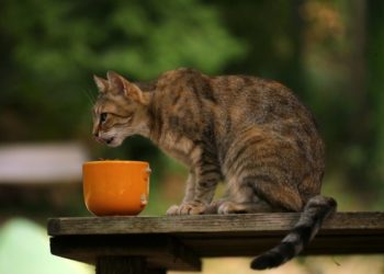 Comment savoir si un chat est trop maigre ?