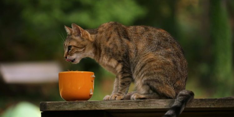 Comment savoir si un chat est trop maigre ?