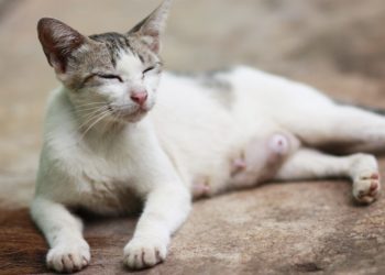 Comment reconnaître un chat mâle en chaleur ?