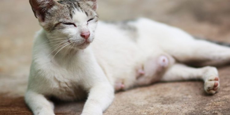 Comment reconnaître un chat mâle en chaleur ?