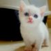 Quelle est la race de chat blanc aux yeux bleus ?