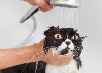 Quelle couleur les chats n'aiment pas ?