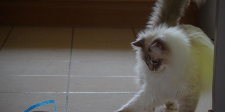 Comment calmer mon chat le soir ?