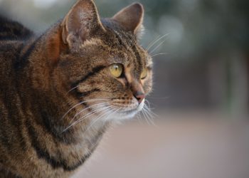 Qui est le plus affectueux un chat ou une chatte ?