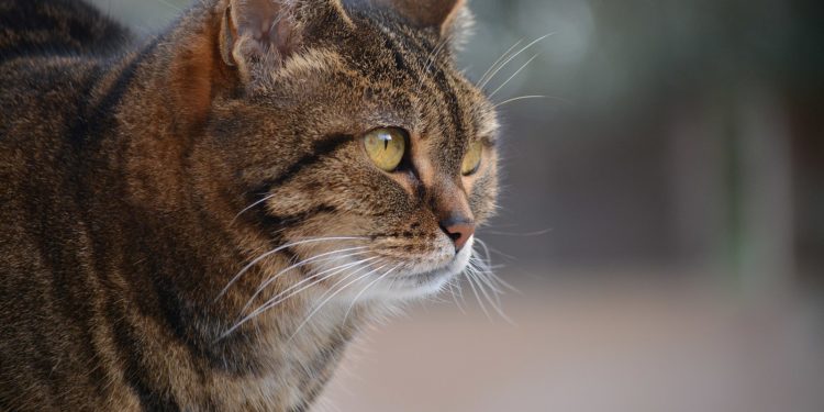 Qui est le plus affectueux un chat ou une chatte ?