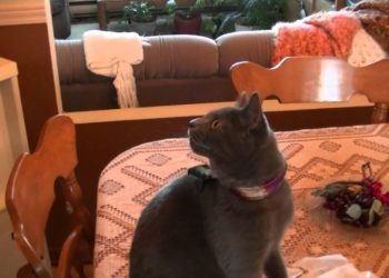 Est-ce qu'un chat peut parler ?