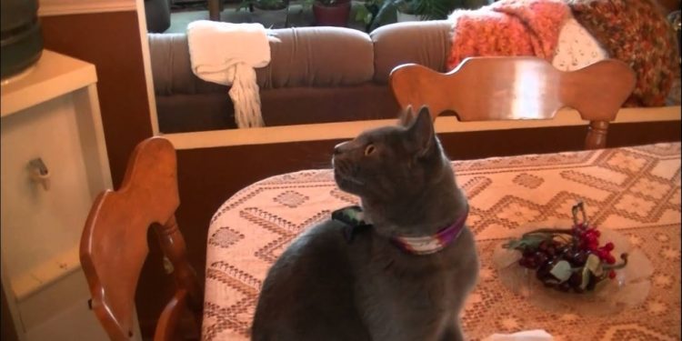 Est-ce qu'un chat peut parler ?