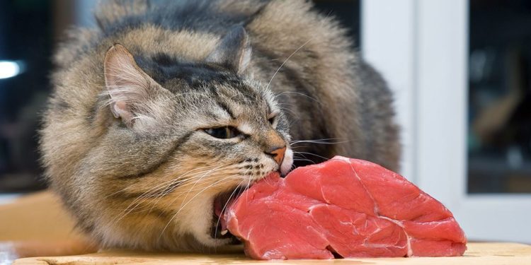 Est-ce que les chats peuvent être muet ?