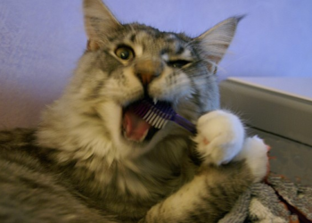 Quelles croquettes pour chat qui a mal aux dents ?