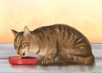 Comment un chat attrape un cancer ?