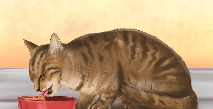 Comment un chat attrape un cancer ?