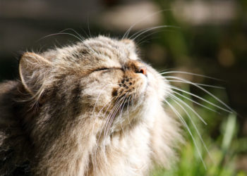 Comment savoir si mon chat est allergique au pollen ?