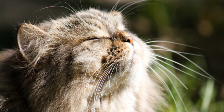 Comment savoir si mon chat est allergique au pollen ?