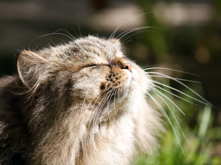 est on allergique au poil de chat