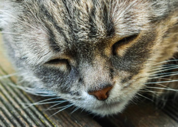 Quels sont les signes du vieillissement du chat ?