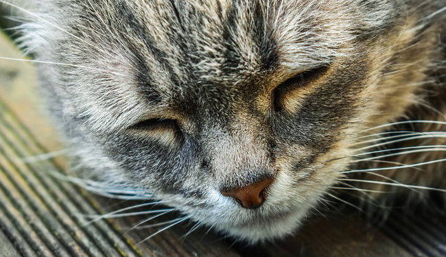 Quels sont les signes du vieillissement du chat ?