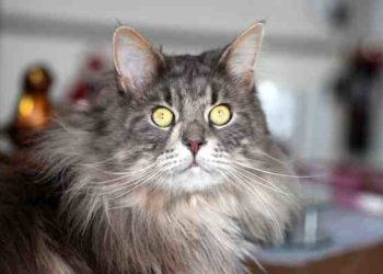 Où je peux donner mon chat ?