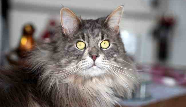 Où je peux donner mon chat ?