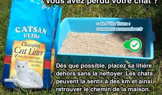 Comment un chat fait pour retrouver sa maison ?