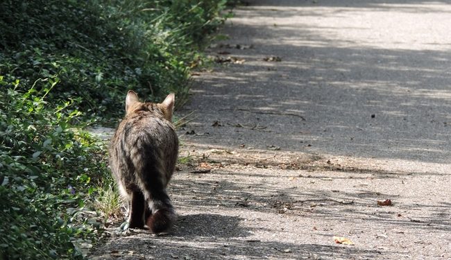 Comment retrouver son chat rapidement ?