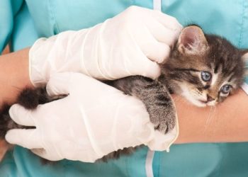 Comment soigner un chat qui saigne ?