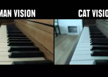 Comment nous voient les chats ?