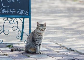 Est-ce que un chat revient toujours ?
