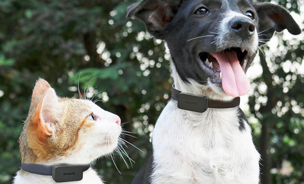 Est-ce que les végans ont des animaux domestiques ?