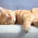 Comment arrêter le miaulement d'un chat ?